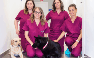 Personal Accountability in your Veterinary Life: Part 3 Building Your Team Accountability